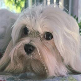 Murphy - Maltese
