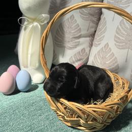 Girl 1 - Giant Schnauzer puppy in Sharonville, Ohio from Queen City Giant Schnauzers