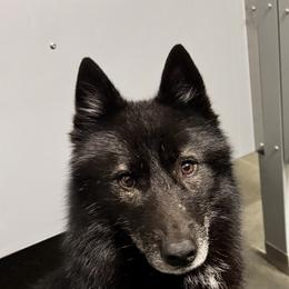 Carina - Black female Siberian Husky puppy in Mechanicsville, Virginia from Shinko Siberians