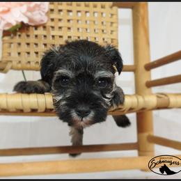 AKC 26018 - Salt and pepper female Miniature Schnauzer puppy in Mount Airy, Georgia from Miniature Schnauzers GA, LLC