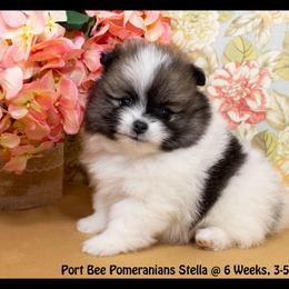 Pomeranian Puppies from Port Bee Pomeranian’s