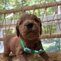 Anchor - Red  male Goldendoodle puppy in Camden, North Carolina from Oopsie Doodles of NC
