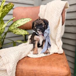 Echo - Sable female Bernedoodle puppy in Buda, Illinois from Hamilton Farm Doodles