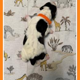 Orange - Black white and brown male Basset Hound puppy in Columbia, South Carolina from Pawmetto Hounds