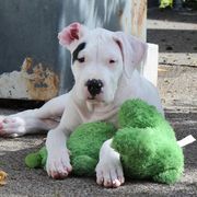Patch Female - White Dogo Argentino puppy in Medford, Oregon from K&B Southern Oregon Argentino Dogos