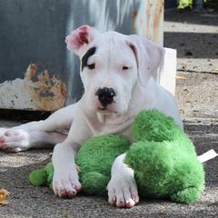 Patch Female - White Dogo Argentino puppy in Medford, Oregon from K&B Southern Oregon Argentino Dogos