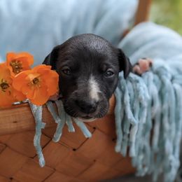 Whippet Puppies from Firefly Cove Whippets