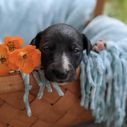 Whippet Puppies from Firefly Cove Whippets