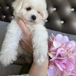 Coton de Tulear Puppies from Viktoriia's Coton De Tulears & French Bulldogs