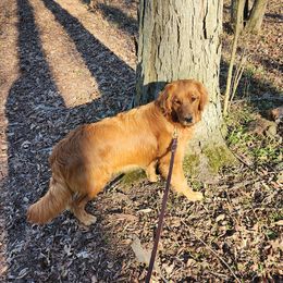 Winnie - Golden Retriever