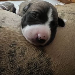 Whippet Puppies from Aiukli Whippets