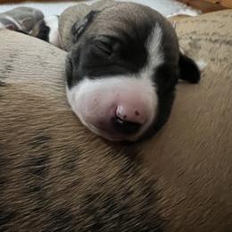 Whippet Puppies from Aiukli Whippets