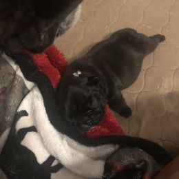 French Bulldog Puppies from Amanda Kreeft