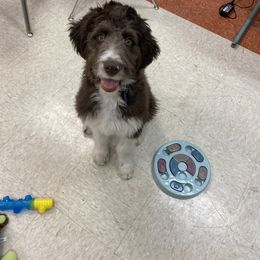 Aussiedoodle Puppies from Drew’s Aussies & Doodles