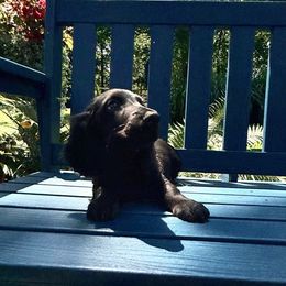 Mikey - Black male Dachshund puppy in Coopersburg, Pennsylvania from Barks and Burrows