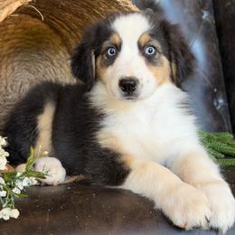 Sage- Has Tail and Videos - Black tri-color female Australian Shepherd puppy in Troy, South Carolina from Lana Corley- Australian Shepherds of 3/W Farms