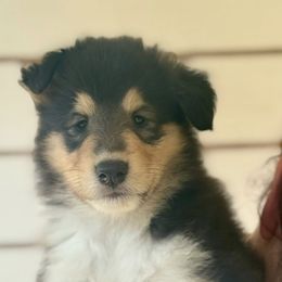 Collie Puppies from Fianna Collies