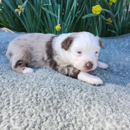 Flower - Red merle female Miniature Australian Shepherd puppy in Gainesboro, Tennessee from Family Tradition