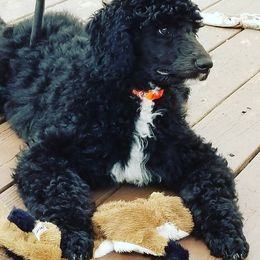 Poodle Puppies from A &A Pinedale Woods Standard Poodles