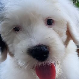 Maximillion - Black and white Old English Sheepdog puppy in Cherry Valley, California from Wild-n-Woolly Old English Sheepdogs