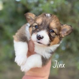 Jinx - Fluffy - Red male Pembroke Welsh Corgi puppy in Anderson, California from Flying K Corgis