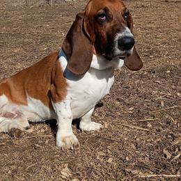 Murphy - Basset Hound