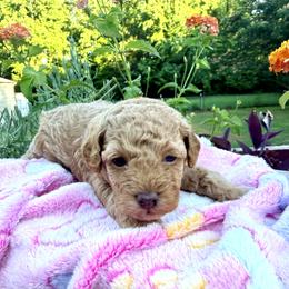 Poodle Puppies from Pet Guardian Smart Kennels, LLC