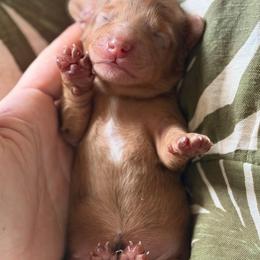 Daisy - Dapple female Dachshund puppy in Stockton, California from Wiggles & Wags Dachshund's