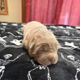 Amethyst Fog - Lilac dilute female Chinese Shar-Pei puppy in Auburn, Kansas from Justin's Chinese Shar-Pei