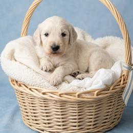 Cutie - Cream male Goldendoodle puppy in Clifton, Arizona from Denim & Doodles