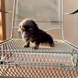 Dasher - Black and tan male Dachshund puppy in New Braunfels, Texas from Wurst Doxies