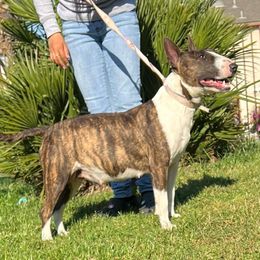 Bull Terriers and Pomeranians from Pure hearts