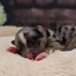 Australian Shepherd, Miniature Australian Shepherd, and Toy Australian Shepherd Puppies from Litton's Aussies