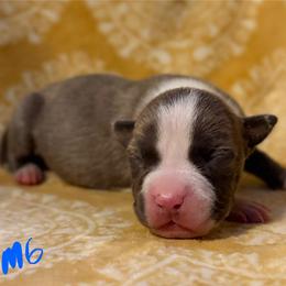 Boy 6 - male American Pit Bull Terrier puppy in Nine Mile Falls, Washington from Bartin Kennels