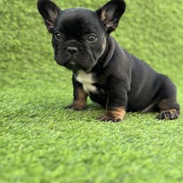 French Bulldog Puppies from Xklusive frenchies