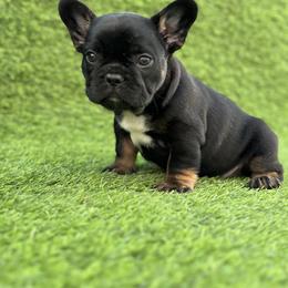 French Bulldog Puppies from Xklusive frenchies