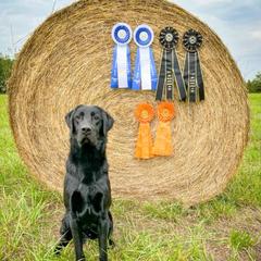 Labrador Retriever All Grown Up from Wicked Flyer Retrievers