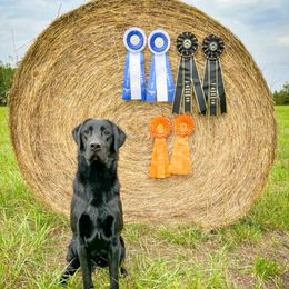 Labrador Retriever All Grown Up from Wicked Flyer Retrievers