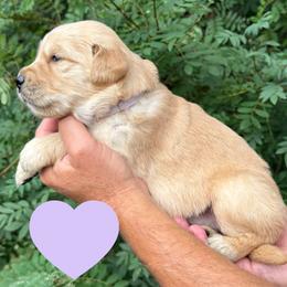 Harriet (Light Purple) - Golden female Golden Retriever puppy in Cadillac, Michigan from K & M Golden Retrievers