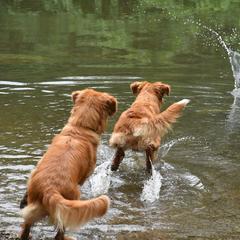 Nova Scotia Duck Tolling Retriever All Grown Up from RiverSong Tollers