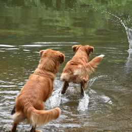 Nova Scotia Duck Tolling Retriever All Grown Up from RiverSong Tollers