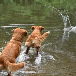 Nova Scotia Duck Tolling Retriever All Grown Up from RiverSong Tollers