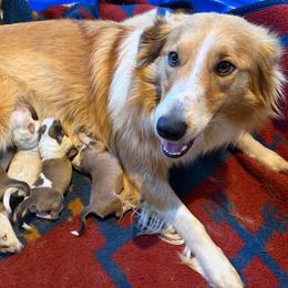 Old Time Scotch Collie puppies from Goshen Highlands