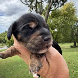 Stetson - Black and tan male Dachshund puppy in Bentonville, Arkansas from Boujee Buns Dachshunds