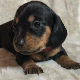 Molly - Black and tan female Dachshund puppy in Cypress, Texas from Sweet Little Churros