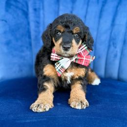 Fiyero - Phantom male Poodle puppy in Bellville, Ohio from Cedar Ridge Standard Poodles