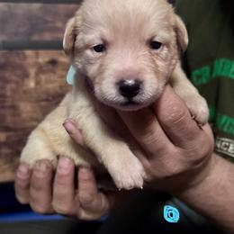 Bunny - Yellow female Labrador Retriever puppy in Kossuth, Pennsylvania from Barrett Farm Labradors