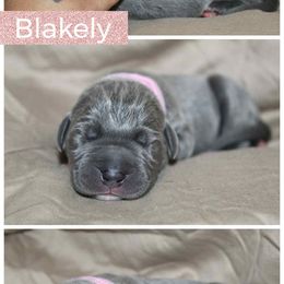 Blakely - Blue female Great Dane puppy in Spokane, Washington from Phoenix Family Danes
