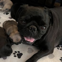 Cash - Pug
