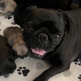 Cash - Pug